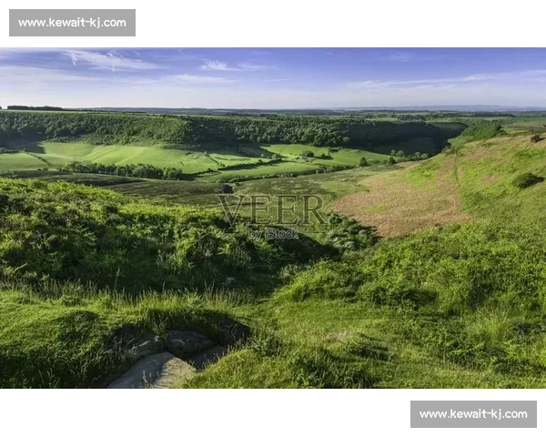 野牛对决棕熊力量耐力与生存智慧的巅峰较量自然荒原中的终极对抗